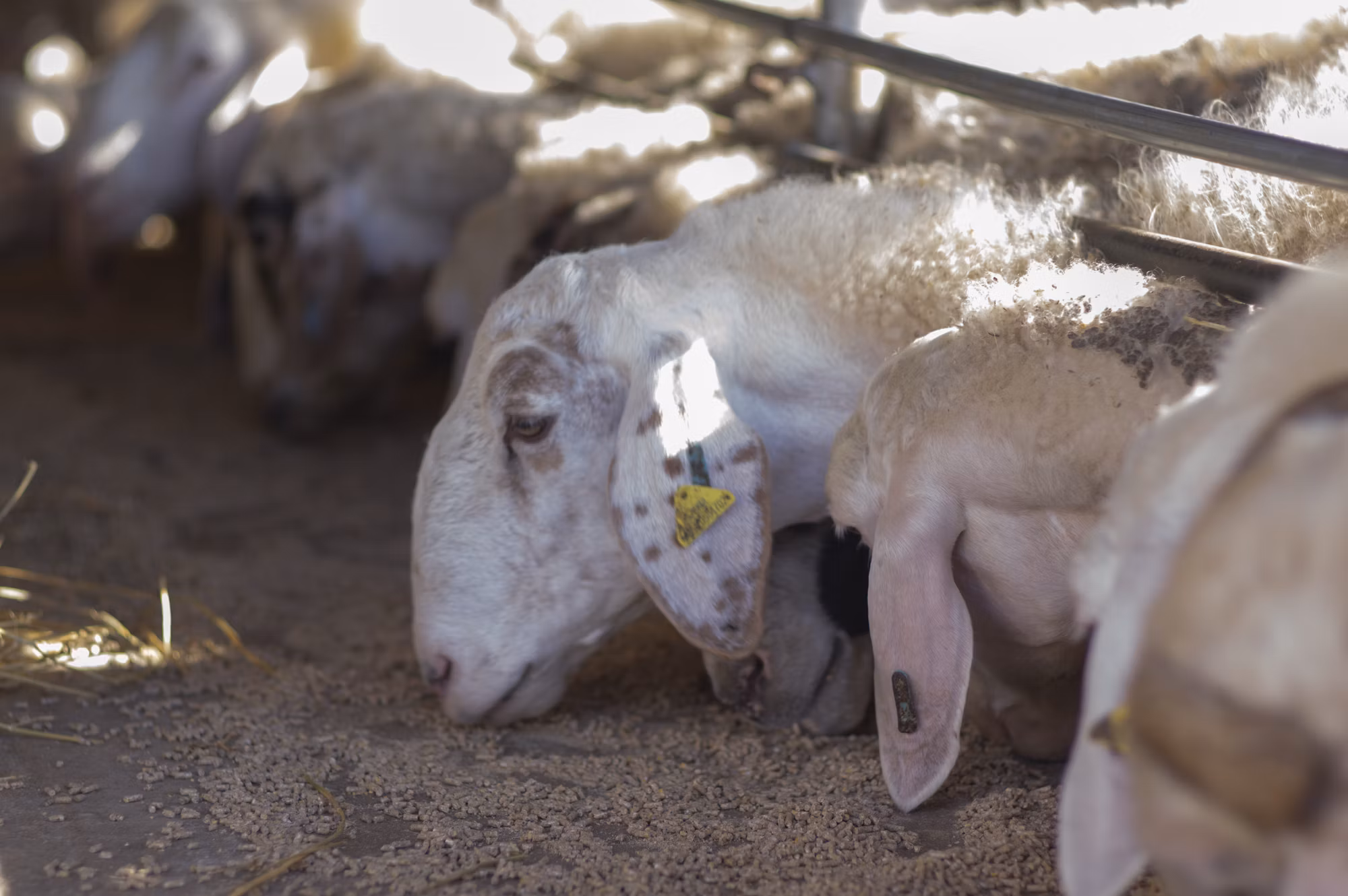Exploring the Art of Cooking with Herbs and Spices